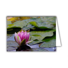 Greeting card | Water lily